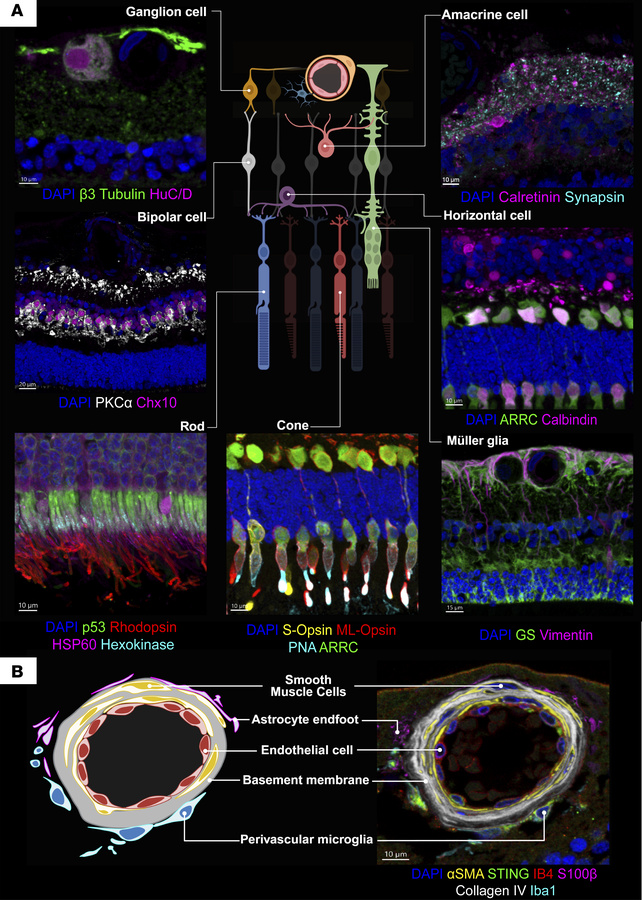 IBEX mapping of healthy human retina identifies major cell types and the...