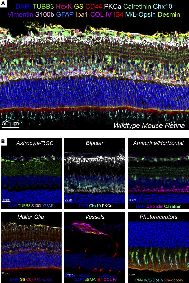 Spatial proteomic cell atlas of the mouse retina.
(A) Confocal images of...