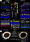 IBEX mapping of healthy human retina identifies major cell types and their