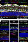 Spatial proteomic cell atlas of the mouse retina.