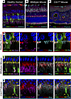 Super-resolution IBEX deconvolves the OLM retinal structure.