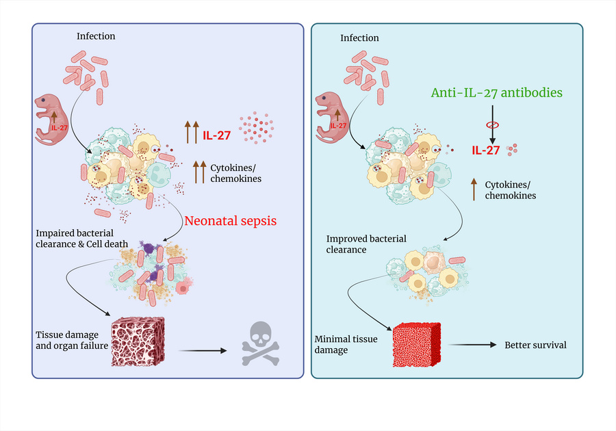 graphical abstract