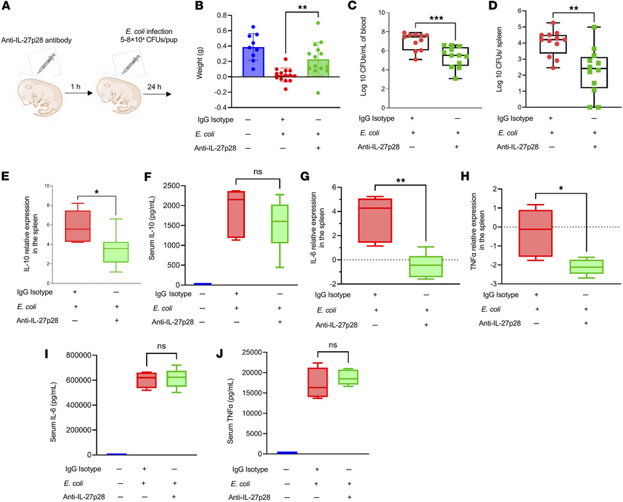 IL-27 neutralization improves outcomes during murine neonatal sepsis ind...
