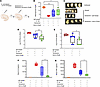IL-27 neutralization augments gentamicin to improve bacterial clearance, ne