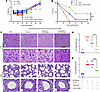 Improved survival with minimal liver and lung damage in septic pups that re
