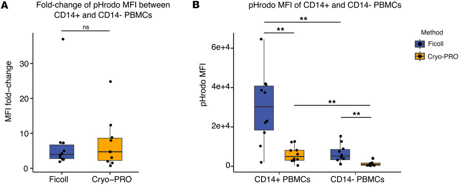 Cryo-PRO preserves phagocytic function in PBMCs.
(A) Fold-change differe...