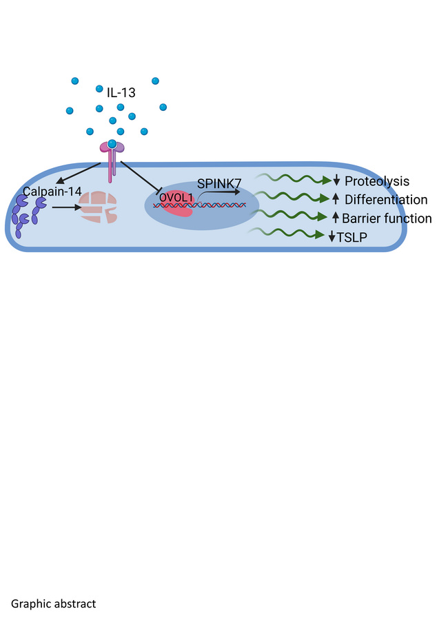 graphical abstract