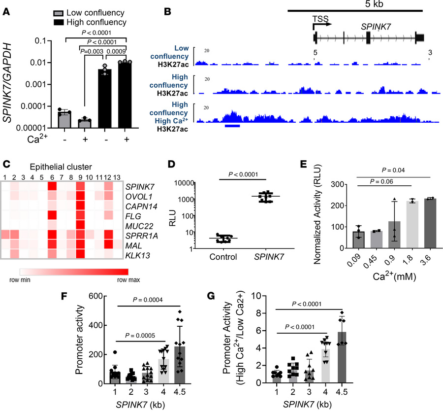 
SPINK7 expression as a function of calcium and cell confluency.
(A) Qua...