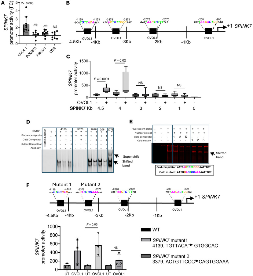 OVOL1 binding to the SPINK7 promoter region.
(A) Nano-luciferase activit...