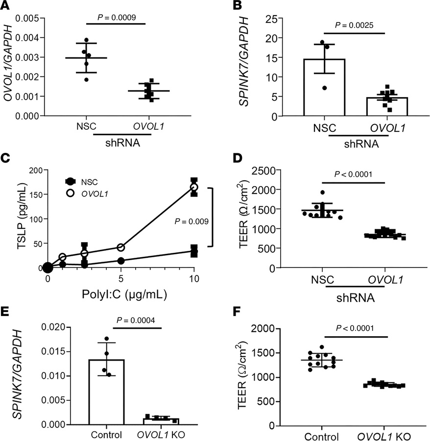 Effect of Loss of OVOL1 on barrier function and TSLP production.
(A) qPC...