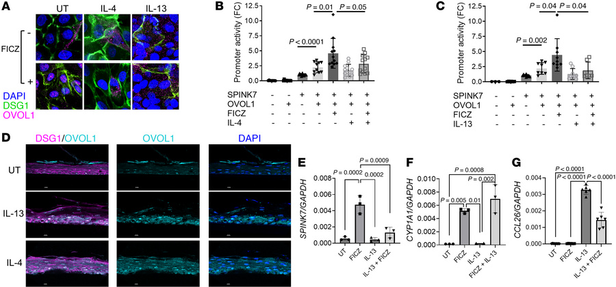 Effect of IL-13 and IL-4 on OVOL1-dependent SPINK7 expression.
(A) Repre...