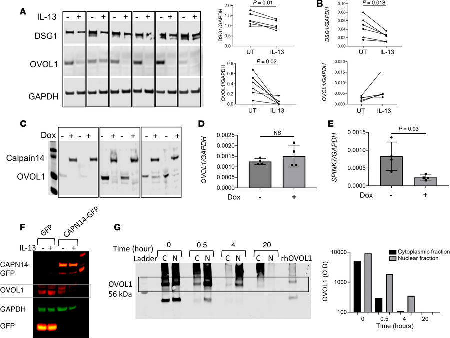 Posttranslational modification of OVOL1 induced by IL-13.
(A) Western bl...