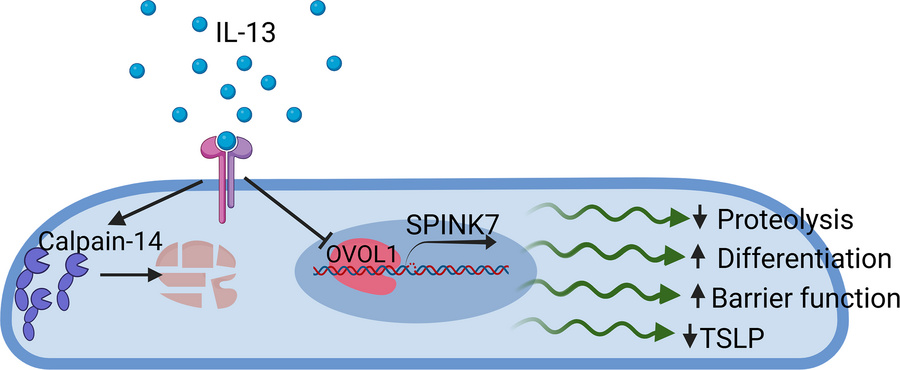 graphical abstract