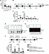 OVOL1 binding to the SPINK7 promoter region.