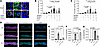 Effect of IL-13 and IL-4 on OVOL1-dependent SPINK7 expression.