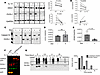 Posttranslational modification of OVOL1 induced by IL-13.