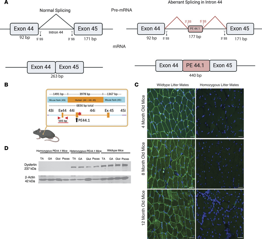 The deep intronic mutation creates a cryptic splice donor site within in...