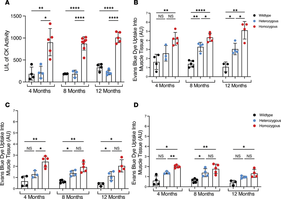 Functional assays of membrane damage due to dysferlinopathy in vivo.
(A)...