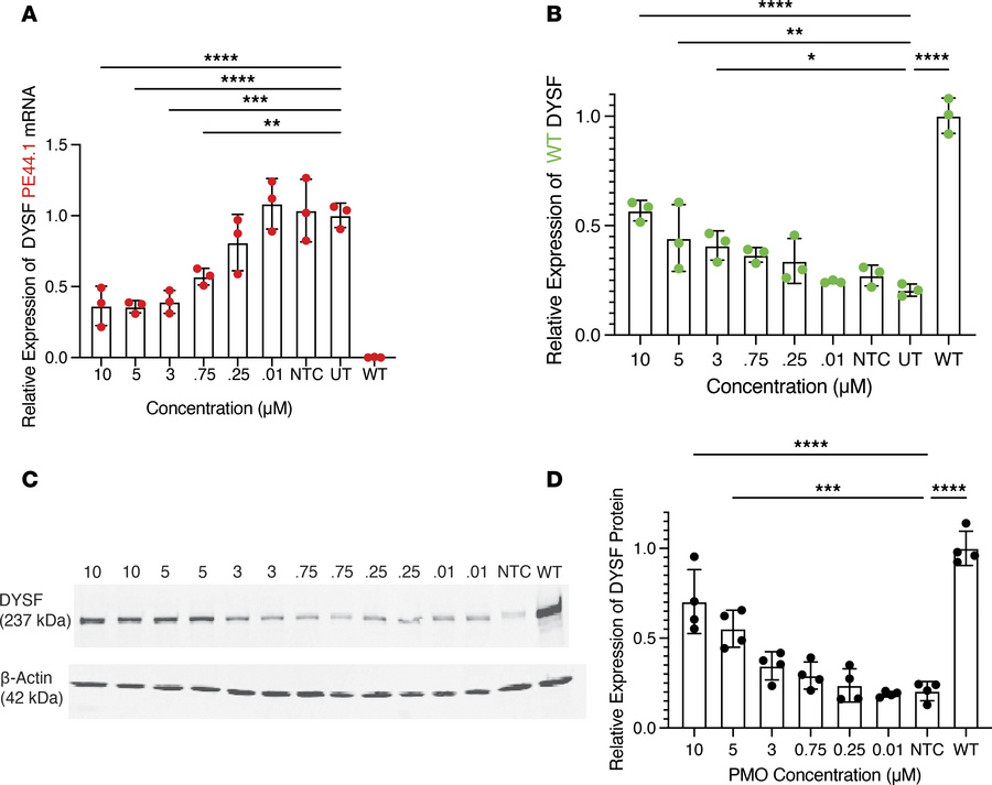 Dysferlin pseudoexon 44.1 removal via PMOs in patient-derived myotubes.
...