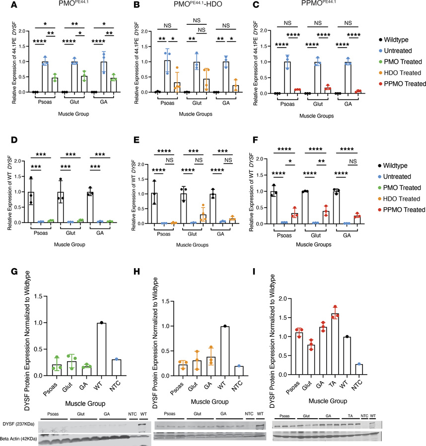 Homozygous PE44.1 model for dysferlinopathy treated with PMO and PMO var...