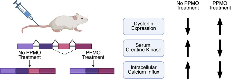 graphical abstract