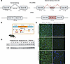 The deep intronic mutation creates a cryptic splice donor site within intro