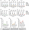 Homozygous PE44.1 model for dysferlinopathy treated with PMO and PMO varian