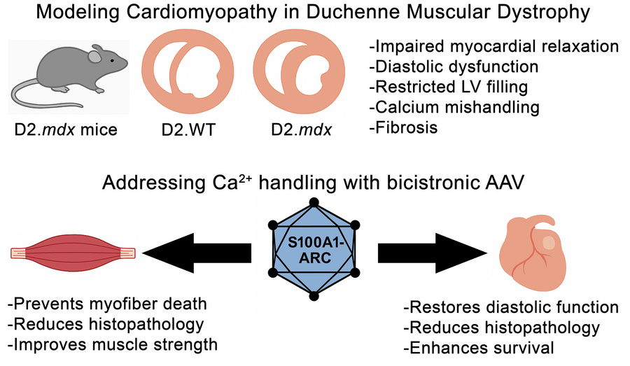 graphical abstract