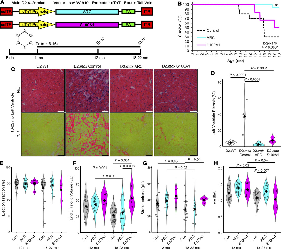 Therapeutic effect of S100A1 and ARC in D2.mdx mouse hearts.
(A) Male D2...