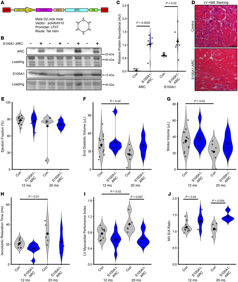Bicistronic S100A1-ARC provides long-term benefits to D2.mdx cardiac fun...