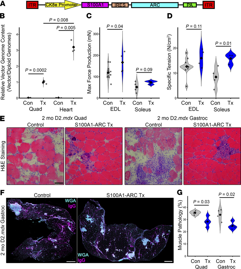 S100A1-ARC benefits D2.mdx skeletal muscle.
(A) Male D2.mdx mice receive...