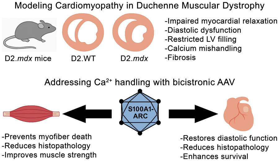 graphical abstract