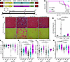 Therapeutic effect of S100A1 and ARC in D2.mdx mouse hearts.