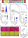 S100A1-ARC gene therapy prevents micro-dystrophin cardiotoxicity.