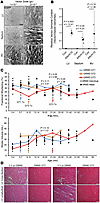 S100A1-ARC gene therapy in GRMD canines.