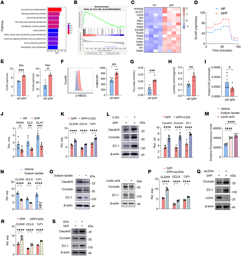 SLE plasma impairs the TJ barrier in HRGECs through glycolytic shift–dri...