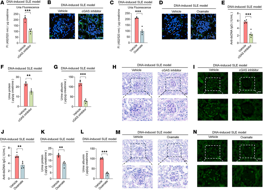 RU.521 and oxamate exert a therapeutic effect by restoring TJ barrier da...