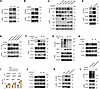 Lactate-induced EZH2 lactylation facilitates its ubiquitination through enh