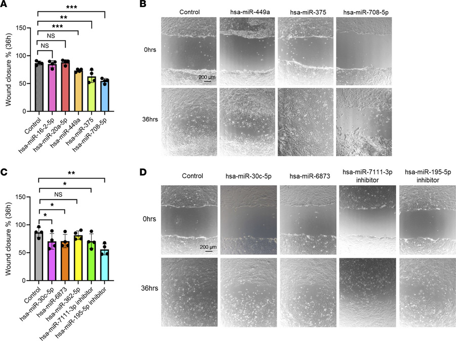 Results of astrocyte gap closure assay.
Results of scratch assay at 36 h...