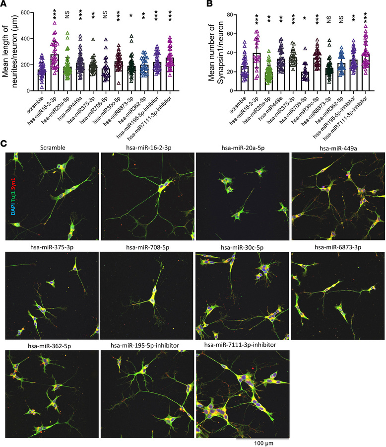 Effects of miRNA-mediated regulation on human neurite growth and synapto...