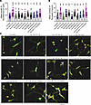 Effects of miRNA-mediated regulation on human neurite growth and synaptogen