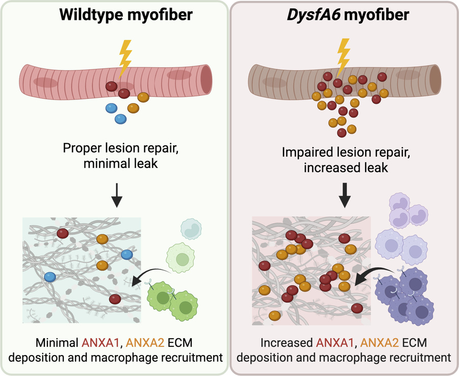 graphical abstract