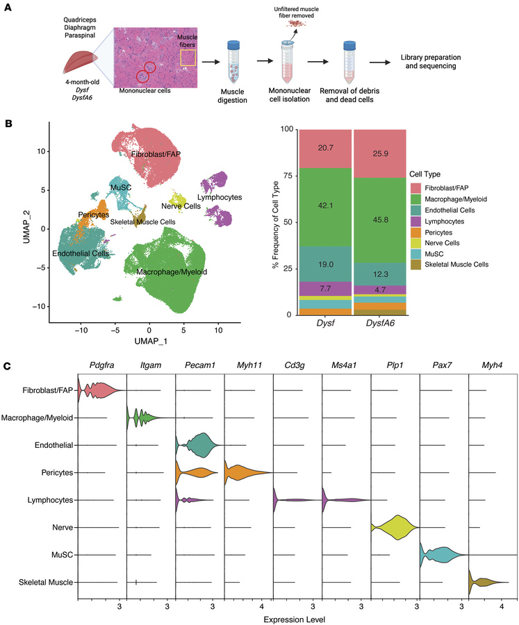 Fibroblasts/FAPs and macrophages/myeloid cells dominate the mononuclear ...