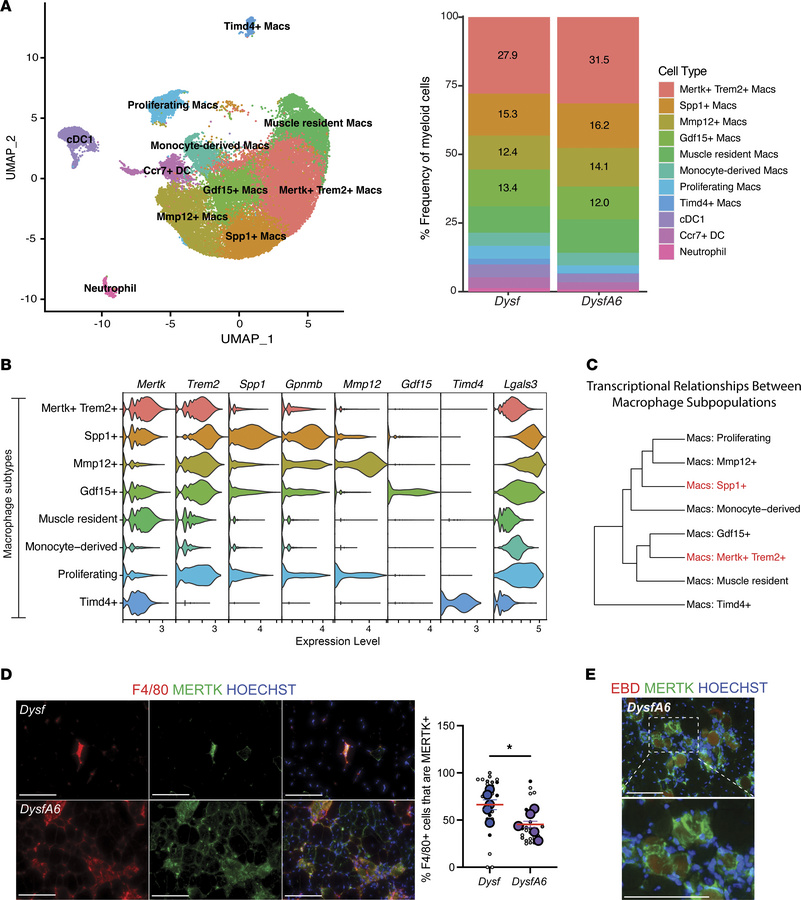 
Mertk+Trem2+ macrophages are the largest subtype of macrophages.
(A) Ad...