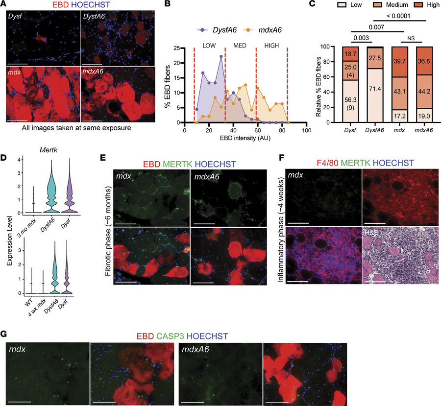 EBD uptake patterns differ between mdx and Dysf myofibers.
(A) Dysf, Dys...