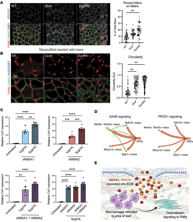 Elevated ANXA1 and ANXA2 expression in DysfA6 ECM promotes expression of...