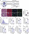 Ablation of the 2 membrane repair proteins, ANXA6 and dysferlin (DysfA6), i