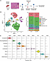 Fibroblasts/FAPs and macrophages/myeloid cells dominate the mononuclear cel