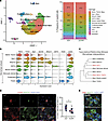 Mertk+Trem2+ macrophages are the largest subtype of macrophages.