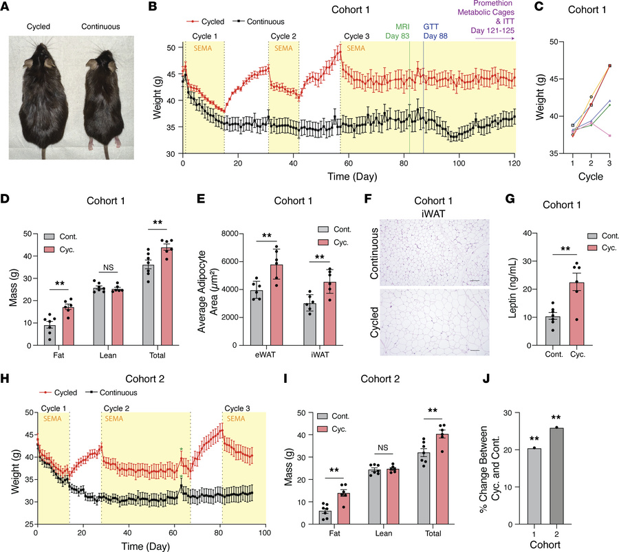 Cycling GLP-1 RA treatment induces therapeutic resistance and rebound ob...